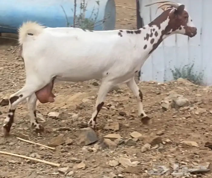 ماشاء الله سديس قريبه تولد ممكن اسبوع او حوله. والله اعلم 0