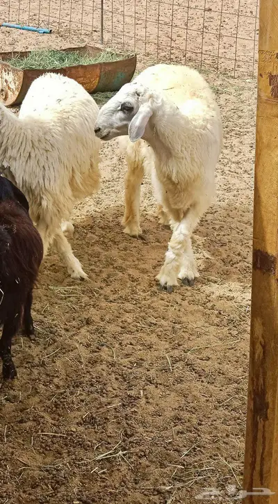 مالذ وطاب من الحريات 1