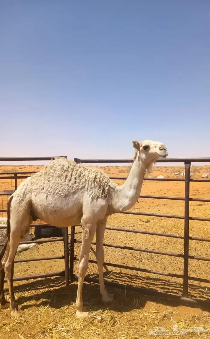 حشو بريات للبيع 3 مخاليل ومفرودين ( بكرة وقعود ) 0