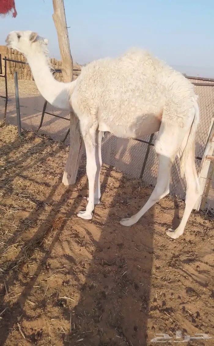 قعدان للبيع 2