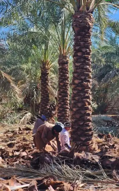 نخل 0