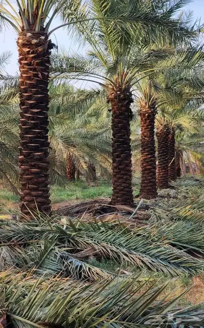 نخل 1