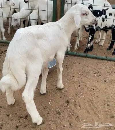 رفيدية 2