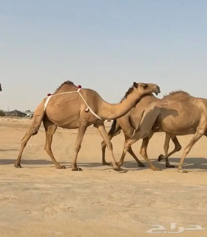 صفرا بكر على جميع الشروط 0