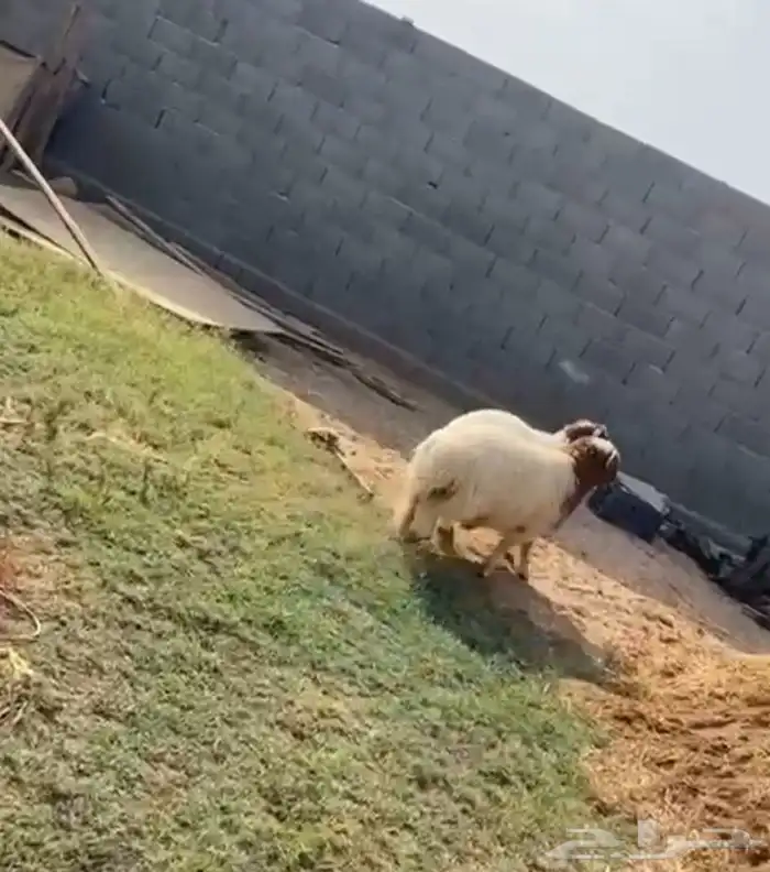 خرفان 4