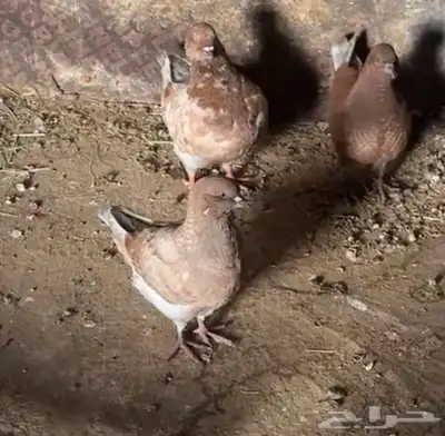 حمام كنق 3