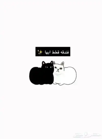 فندقة قطط ابها 0