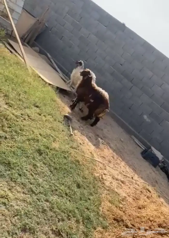 خرفان 2