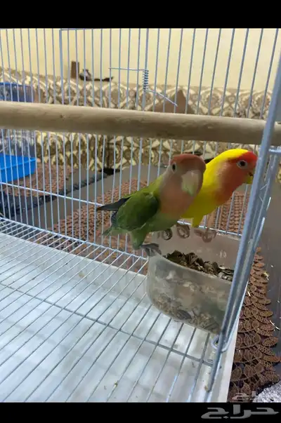 جوز روز اليف ومنتج 0