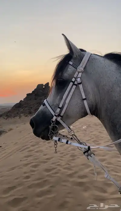 حصان شعبي شيخ 0