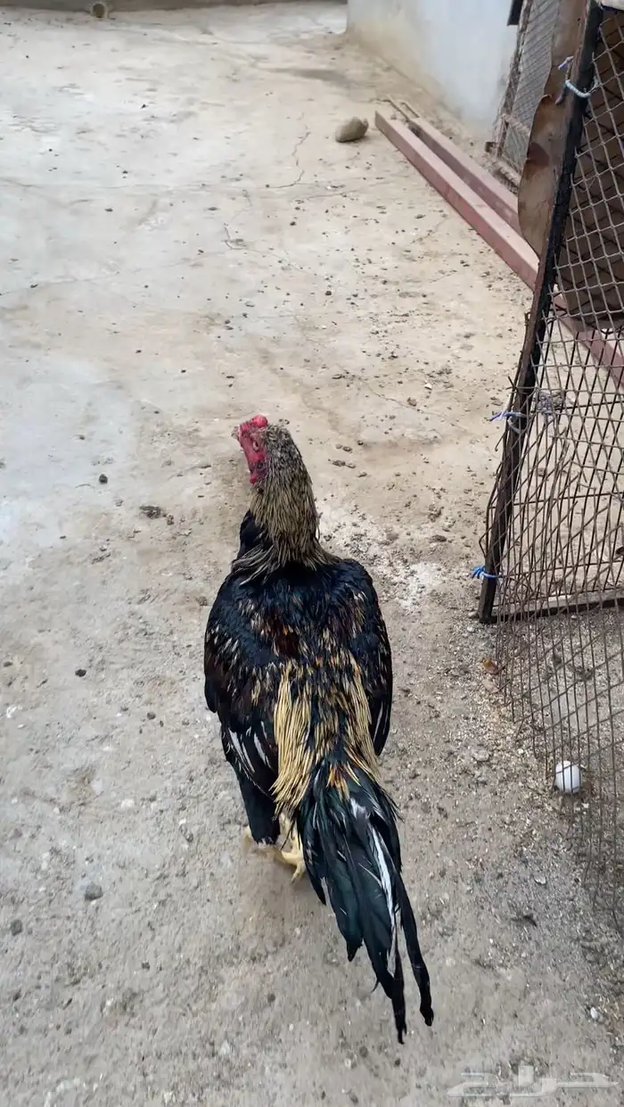 ديك سندي المجاردة 2