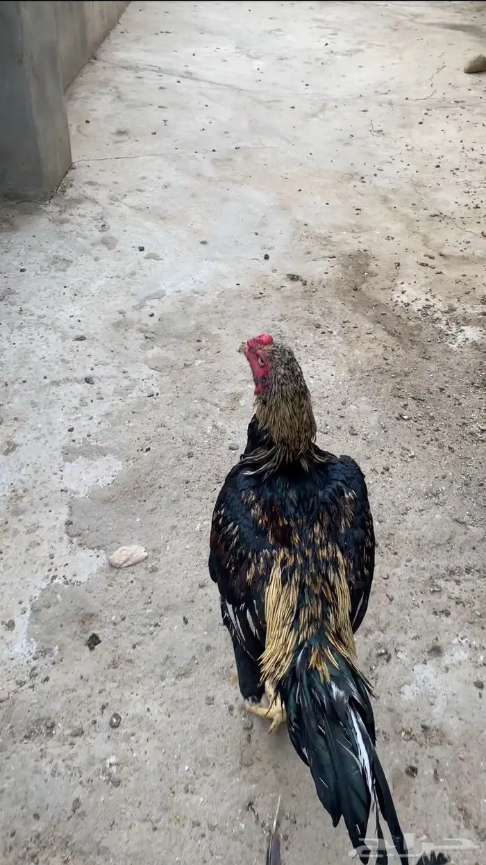ديك سندي المجاردة 0