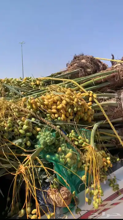 صقعي شبيبي مجدول ونان 3