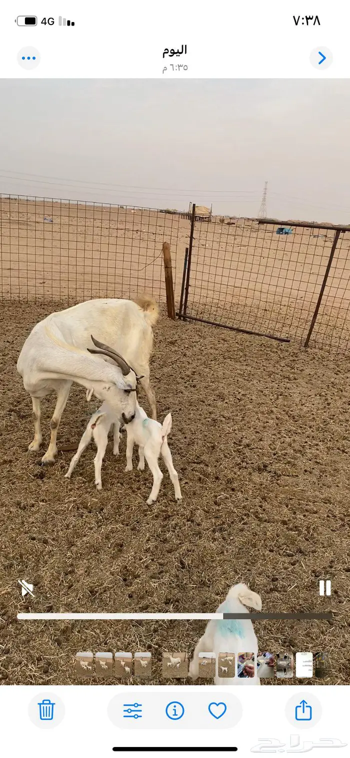 عنز بيشيه تحتها 3 تم البيع 2