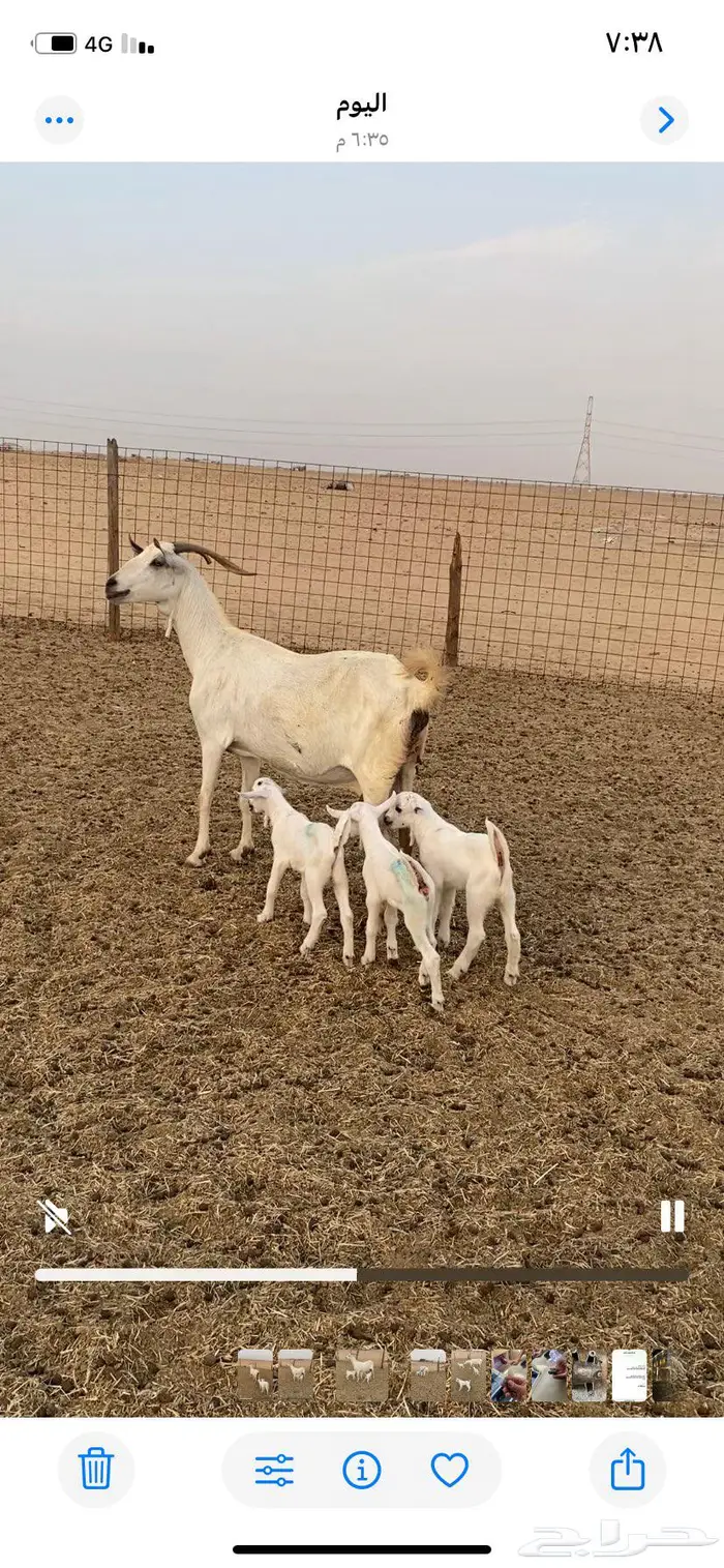 عنز بيشيه تحتها 3 تم البيع 0