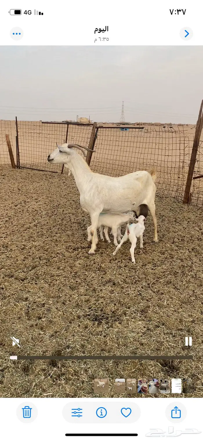 عنز بيشيه تحتها 3 تم البيع 3