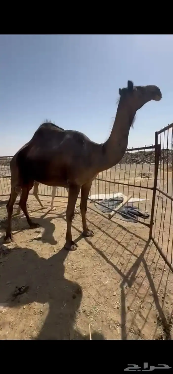 ناقه عشرا للبيع 1