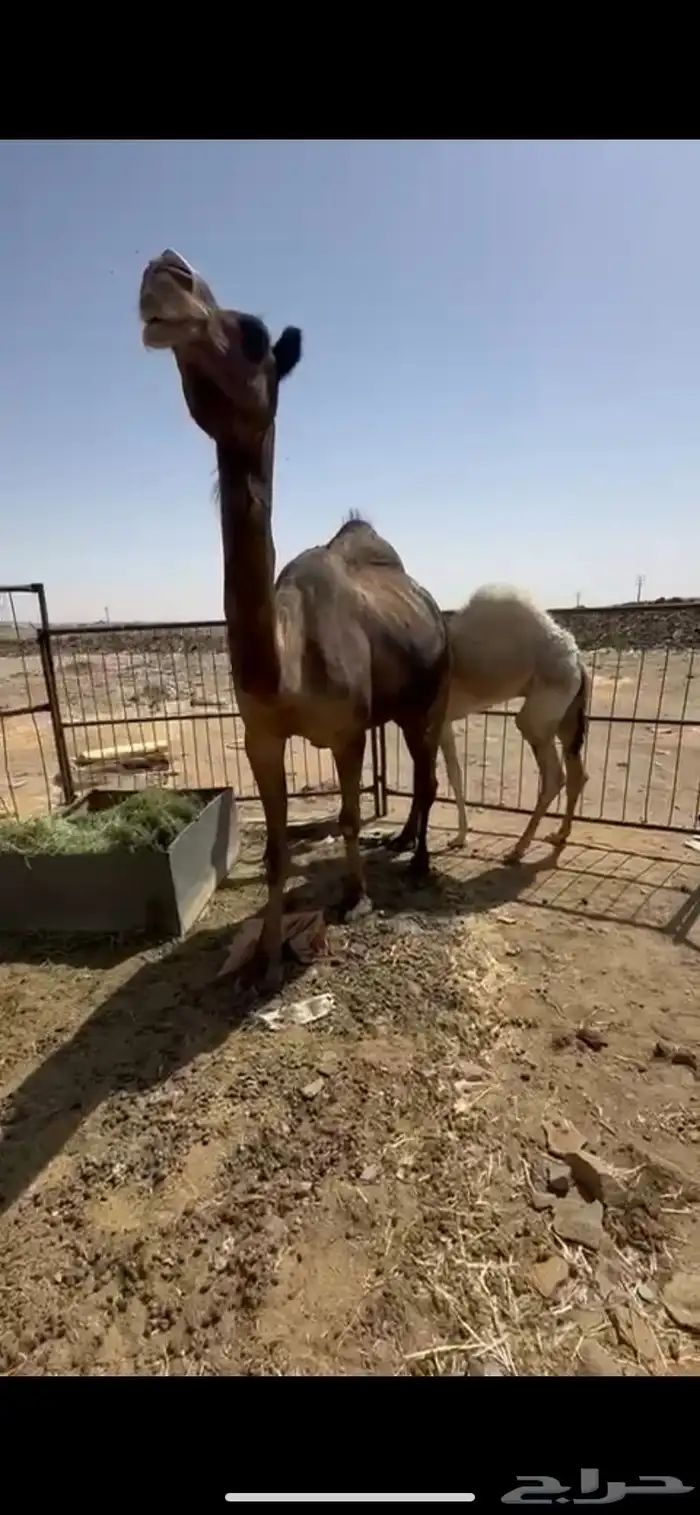 ناقه عشرا للبيع 4
