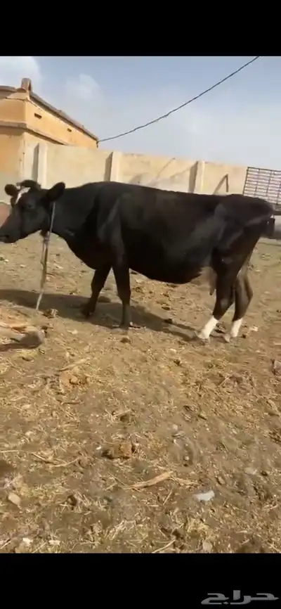 بقر هولنديه 3