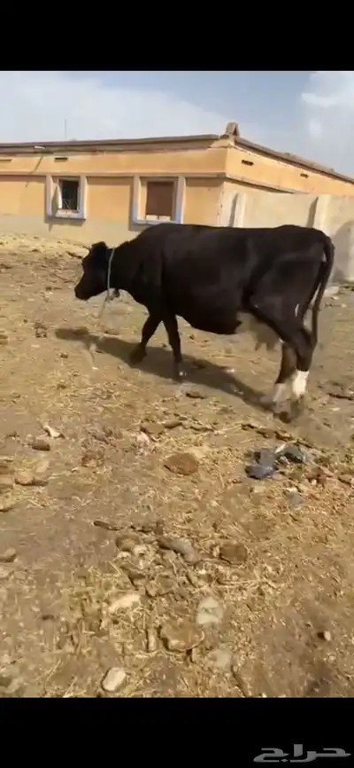 بقر هولنديه 4