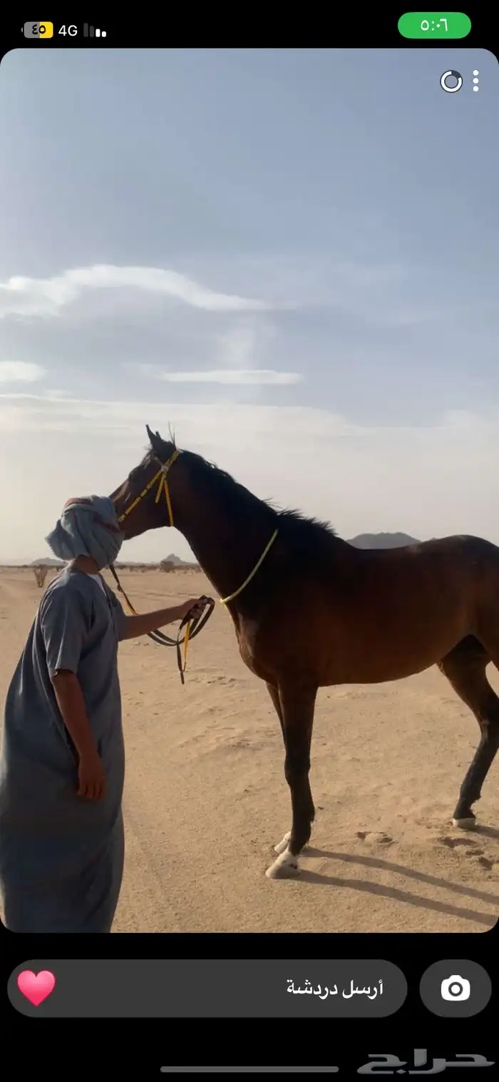 حصان سبوق كاسب ميادين 3