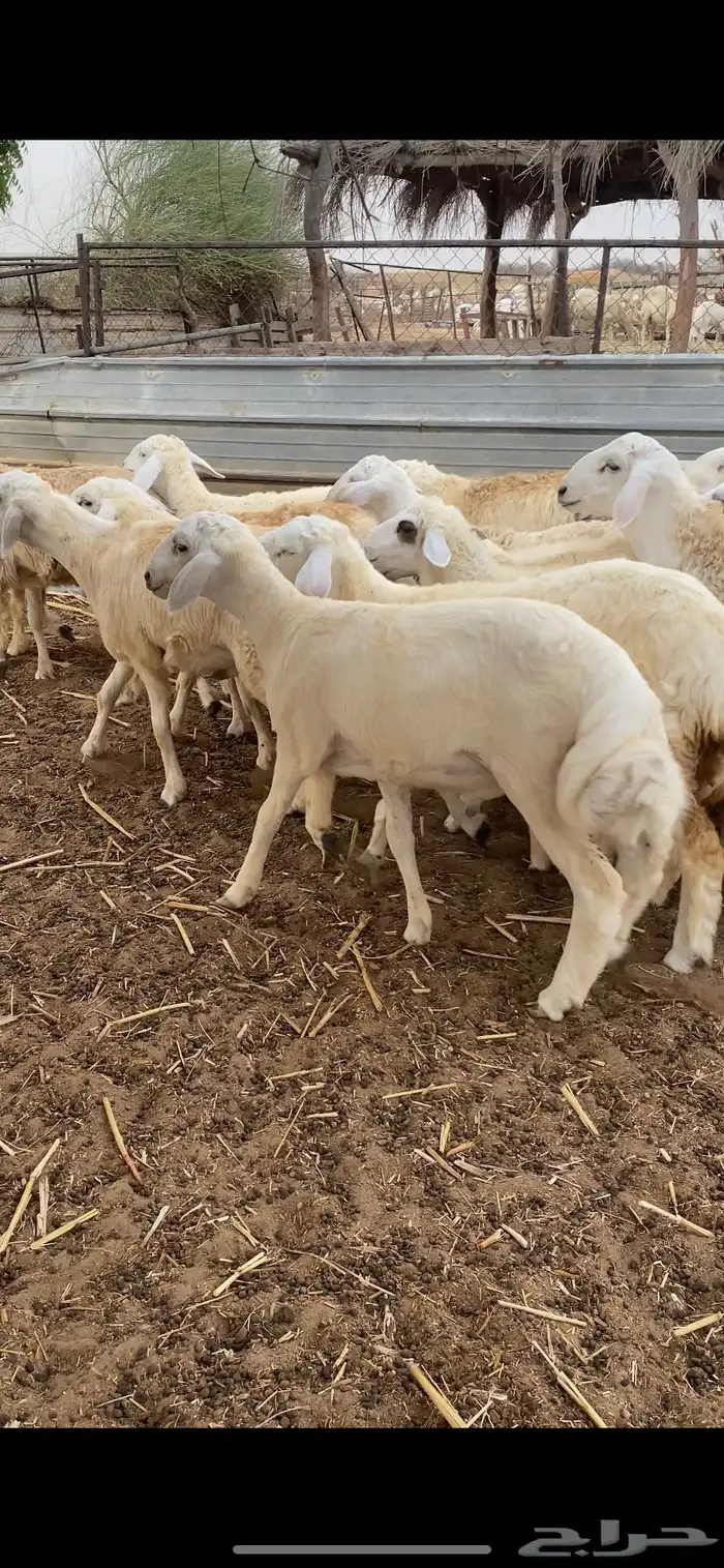 طليان ورخال ذبايح 0