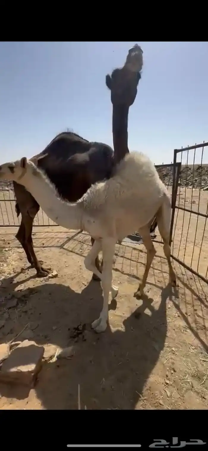 ناقه عشرا للبيع 2