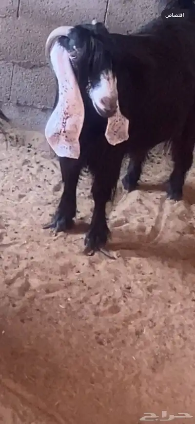 مطلوب عنز تحتها ثنين 0