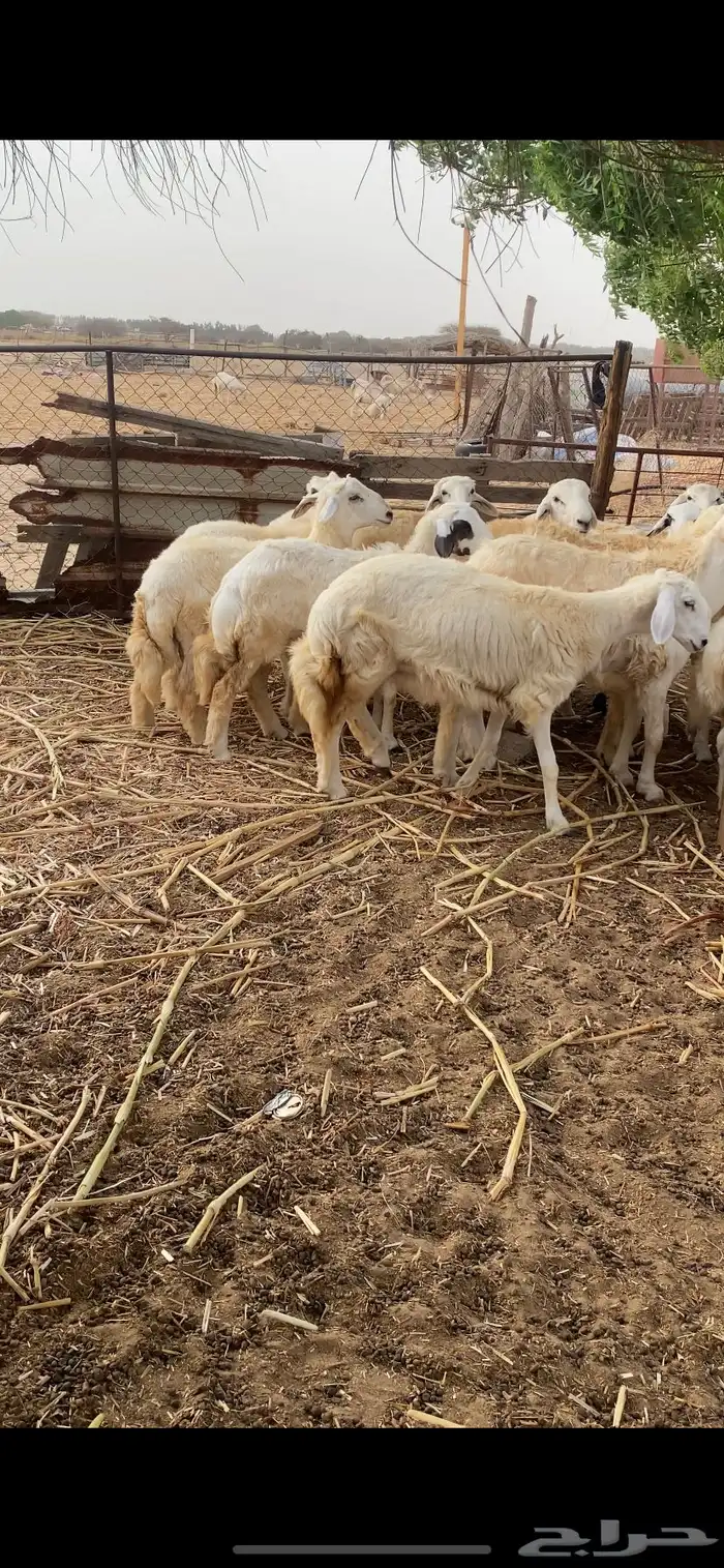 طليان ورخال ذبايح 2