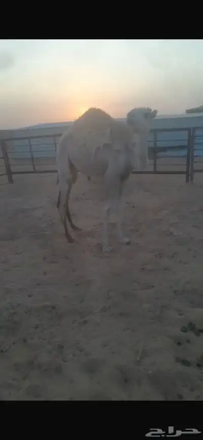 بكره للبيع 1