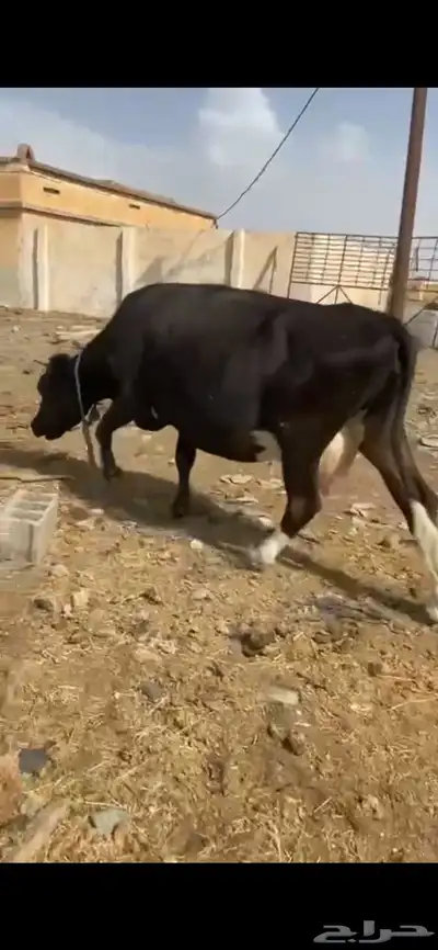 بقر هولنديه 1