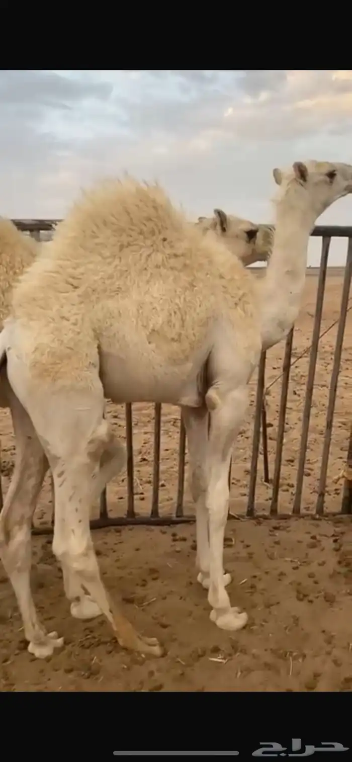 اثنين حشو نظيفة 0