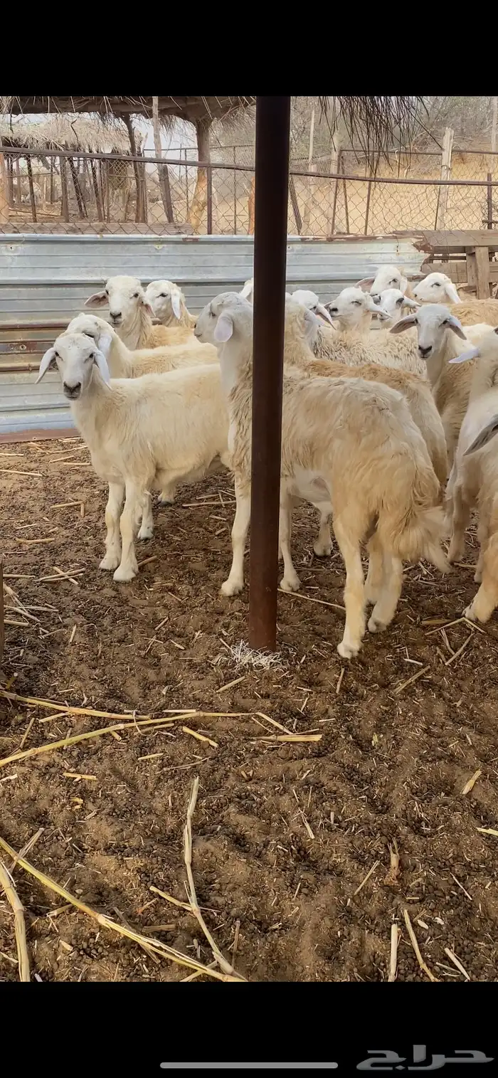 طليان ورخال ذبايح 3