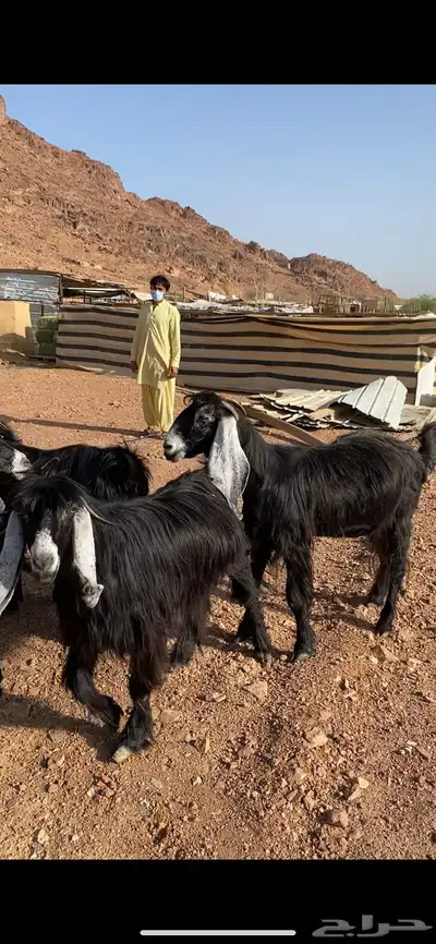 معزاء عوارض صنف الصنف معرفات 17