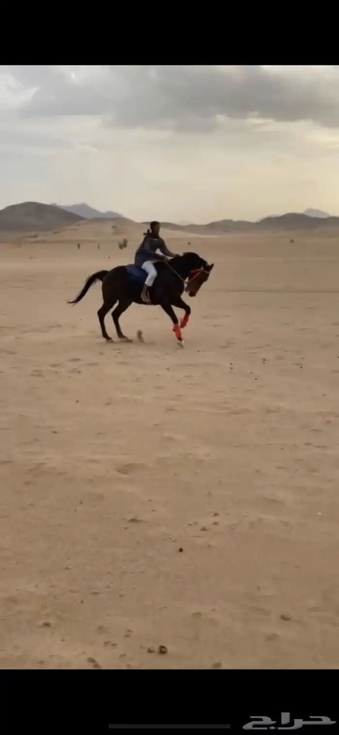 حصان سبوق كاسب ميادين 1