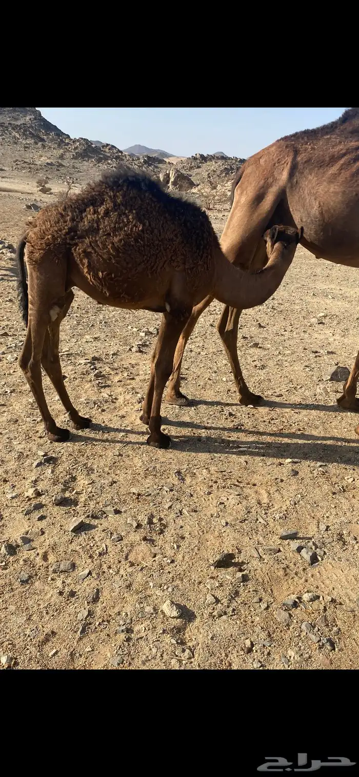 حاشي للبيع 2