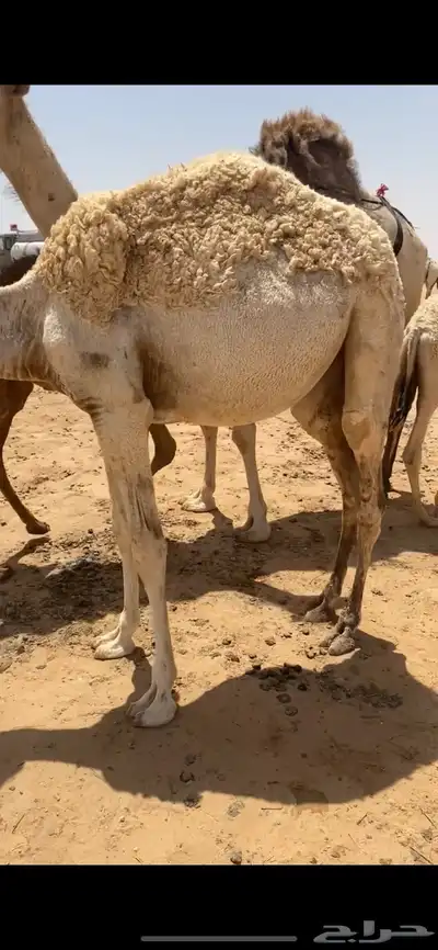قصب قعود بكره 1