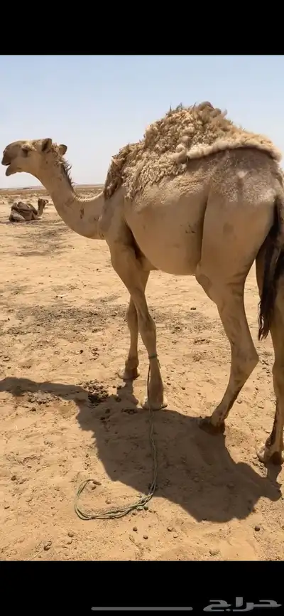 قصب قعود بكره 2