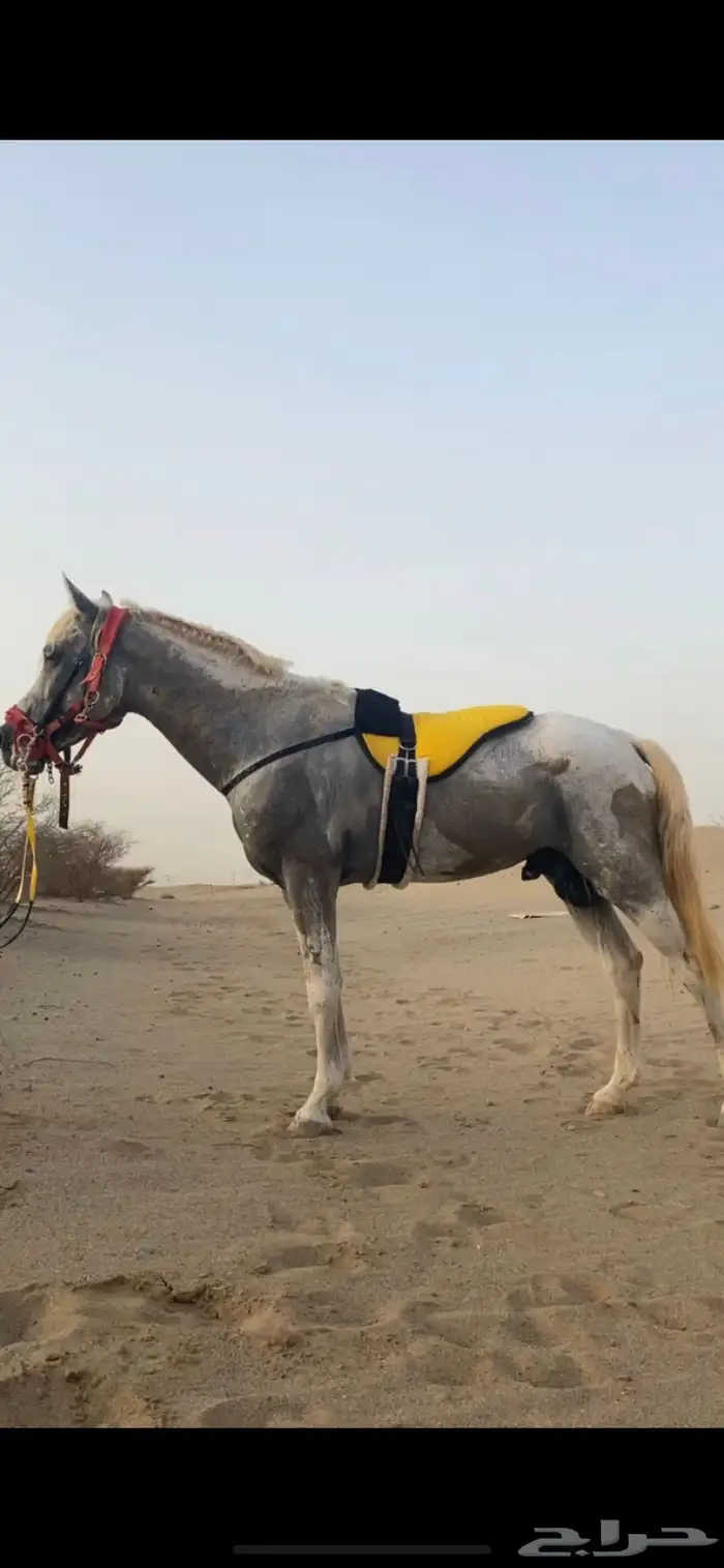 خيل شعبي 4