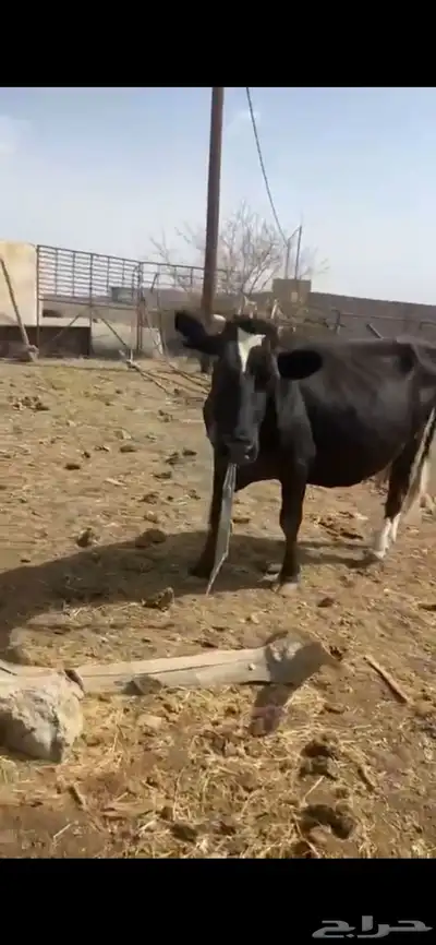 بقر هولنديه 2