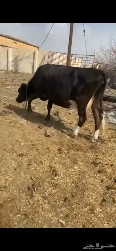 بقر هولنديه 0