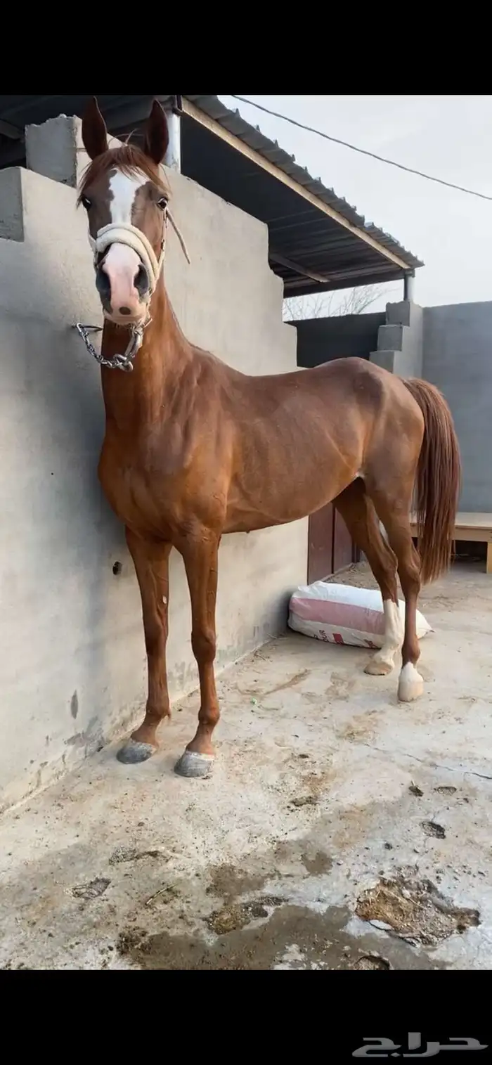 فرس شعبيه 2