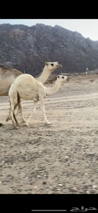 خلفه 2