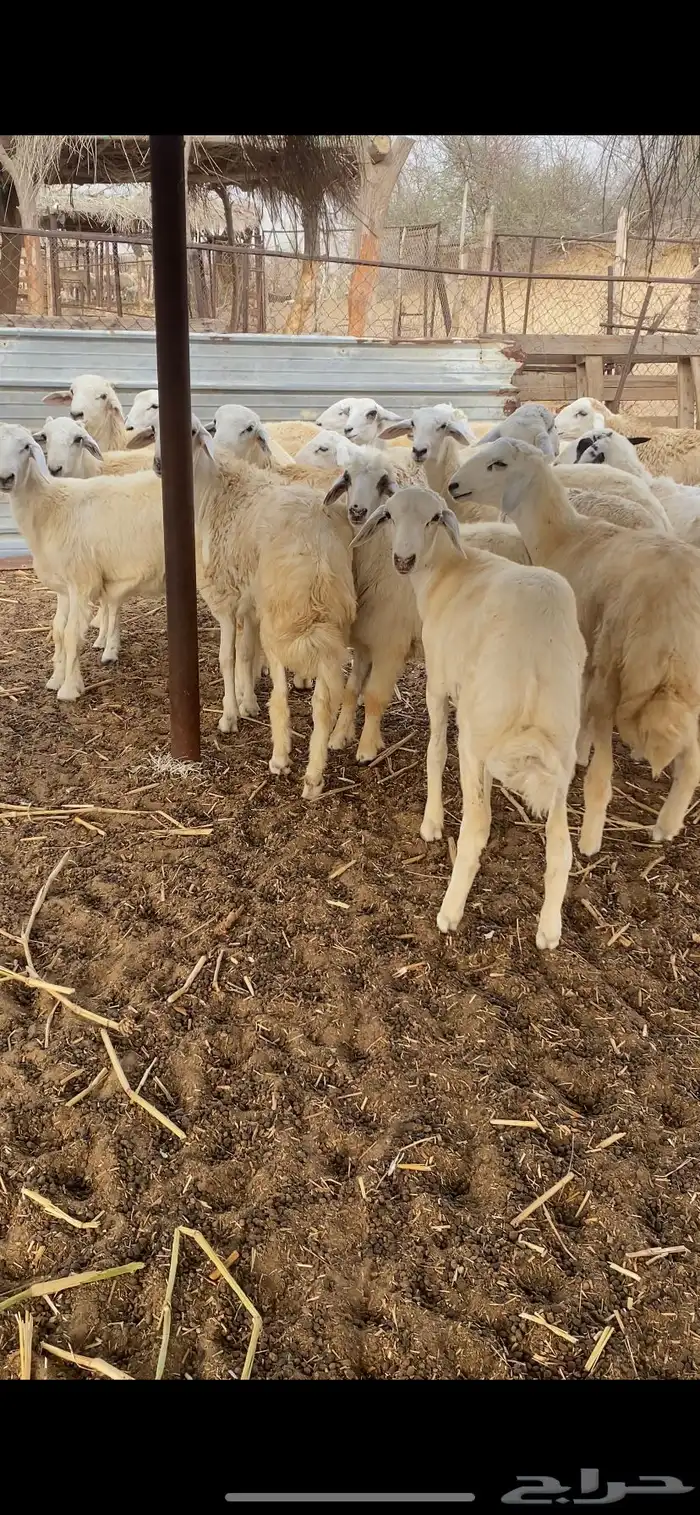 طليان ورخال ذبايح 4