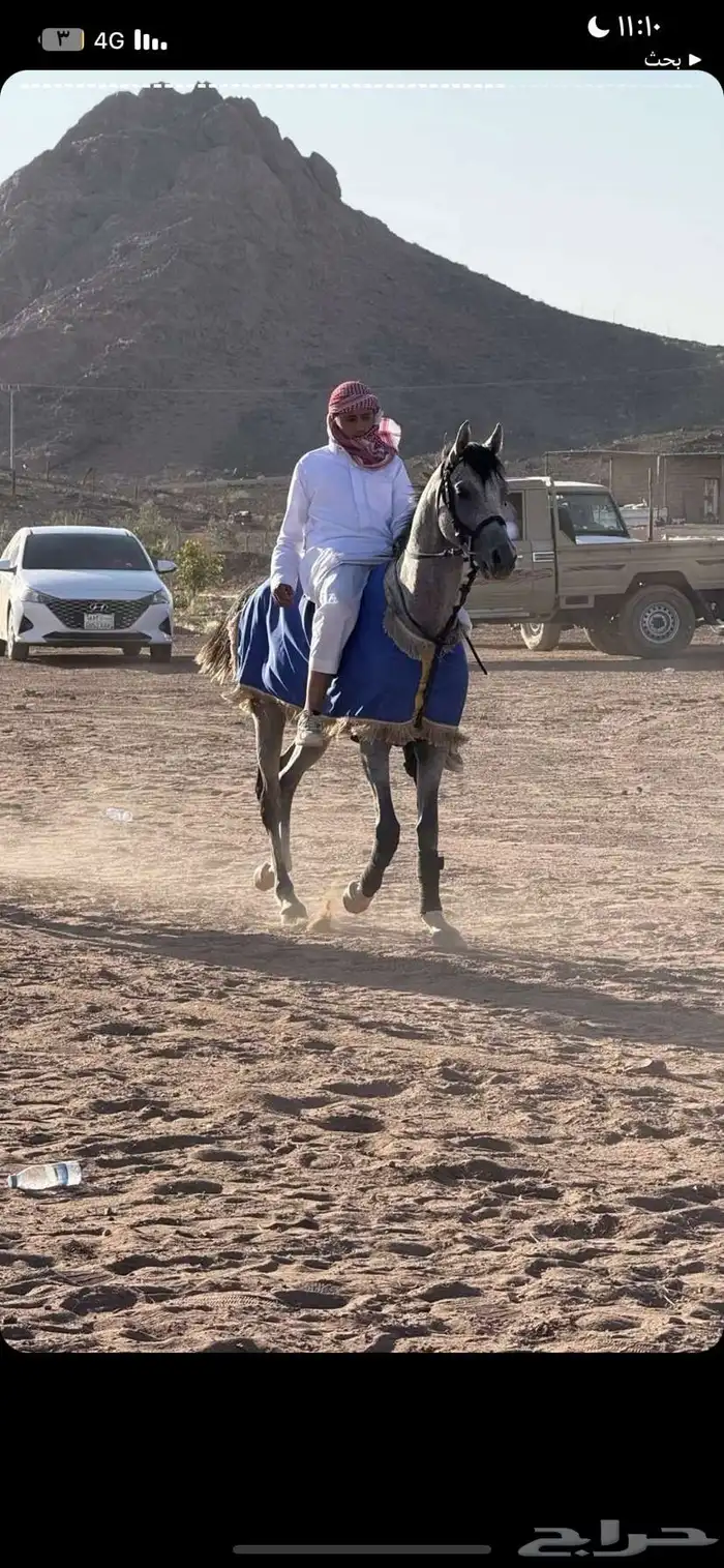 خيل شعبي 0