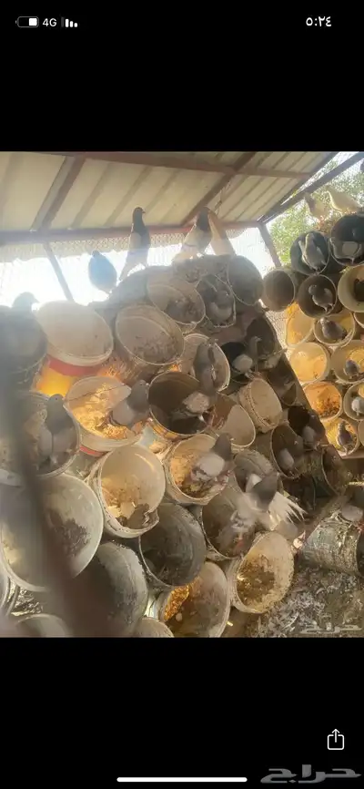 حمام فرنسي سلفر 1