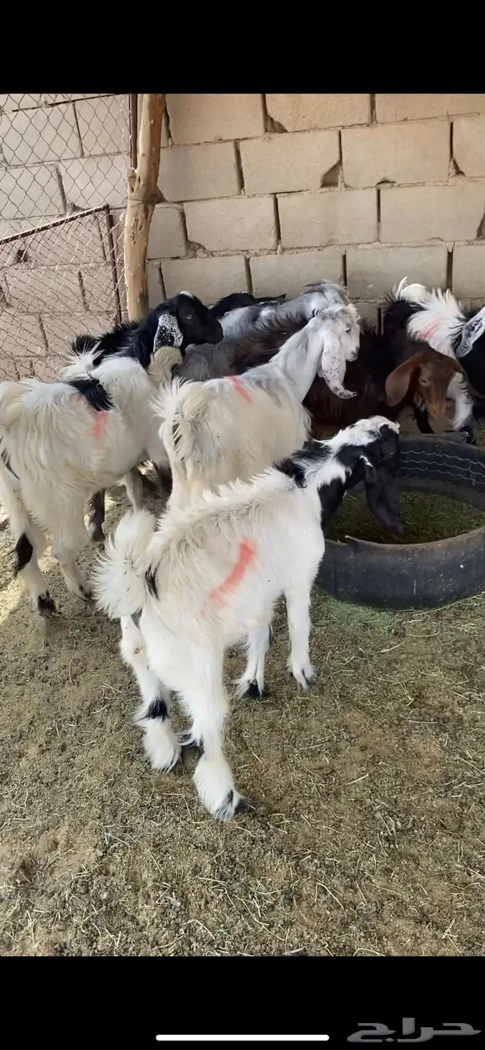 تيوس للبيع 1