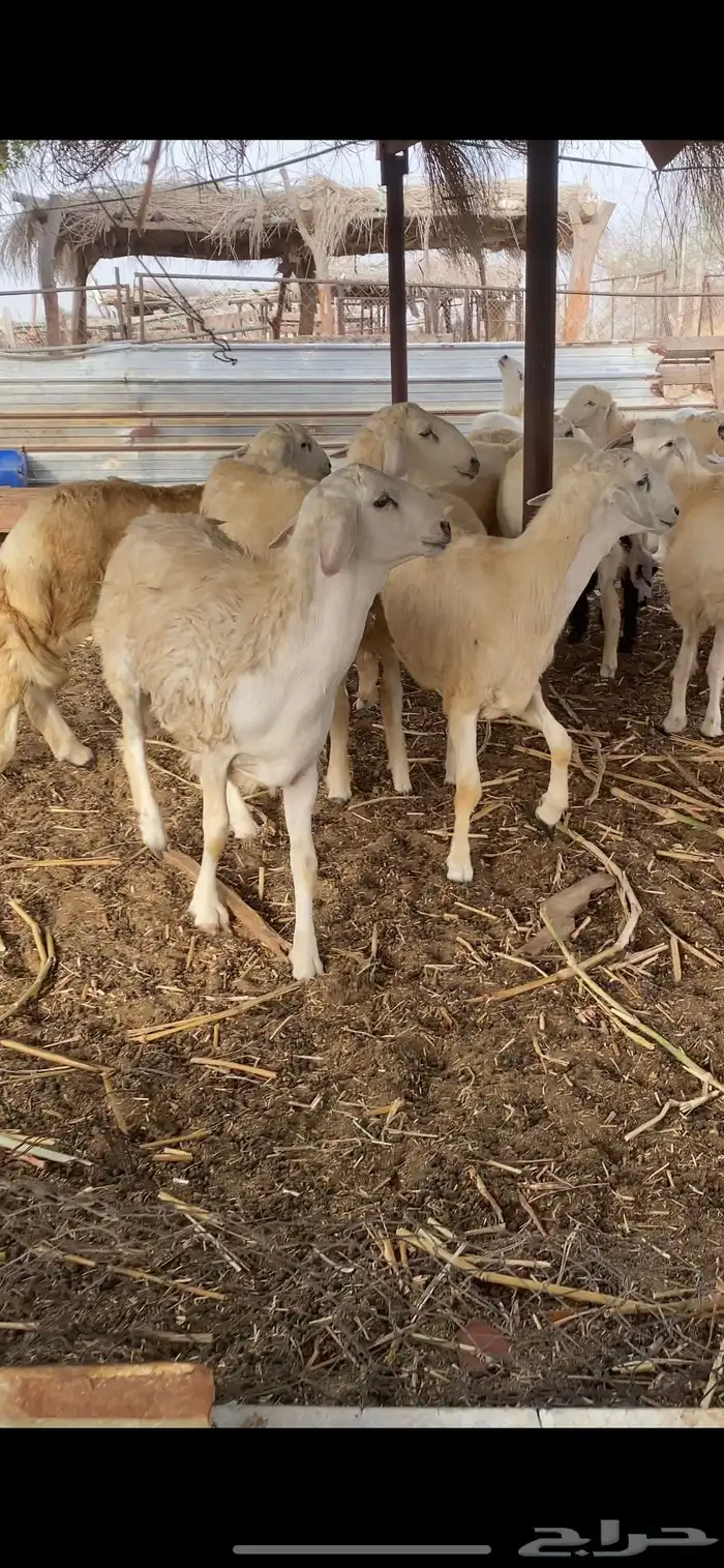 طليان ورخال ذبايح 6
