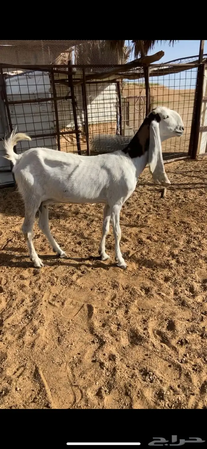 عنز هولنديه شبب 0
