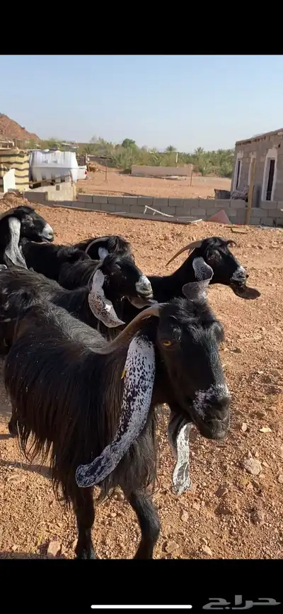 معزاء عوارض صنف الصنف معرفات 14